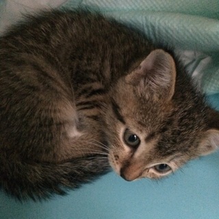 急募！生後4週オス猫ちゃん☆
