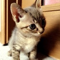 かわいい子猫里親さん募集中です！