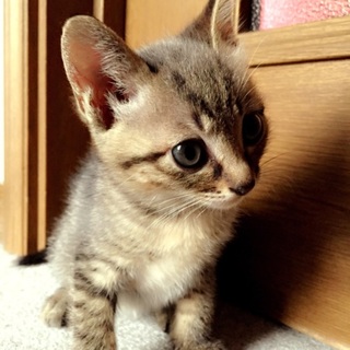 かわいい子猫里親さん募集中です！