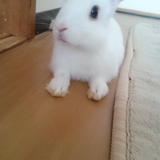 里親さん決まりました！