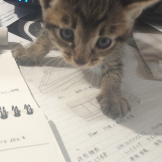 仔猫の里親募集中