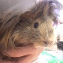 巻き毛モルモット 大切に育ててくださる方