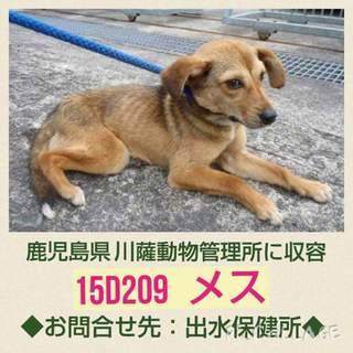 この子の命を救ってください。今週処分