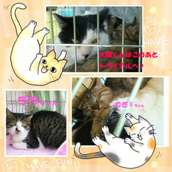 「晴れるかな？５月２４日（日）譲渡会＆フリマ」サムネイル2