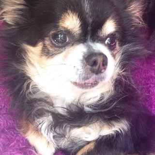 かまってちゃんなロングコートチワワです。