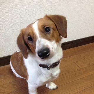 Mダックス.ジャックラッセルのハーフ犬