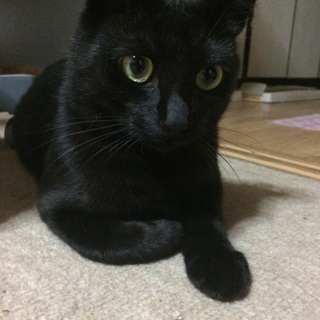 真っ黒猫の里親さんを探してます。