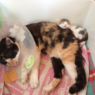 親子の里親募集！