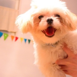 先住犬、アースの場合。