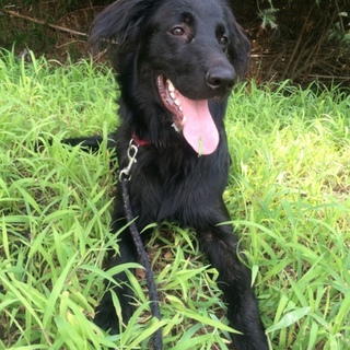 大型ﾐｯｸｽ里親募集