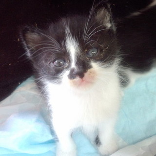 可愛らしいお顔の男の子です。