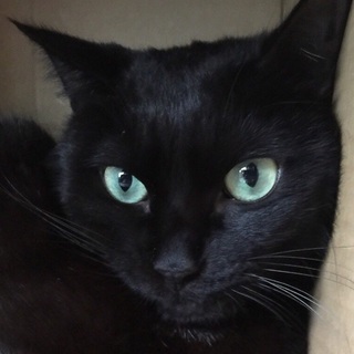 魅惑のグリーンアイ 落ち着いた美男黒猫