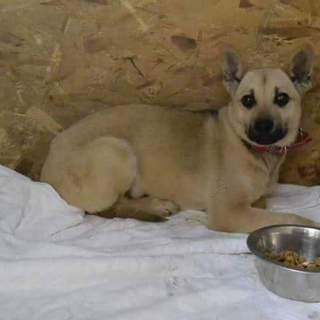 中型犬オス生後6か月仔犬去勢手術済み