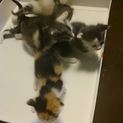 4月26日生まれの仔猫ちゃんたちです。