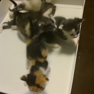 4月26日生まれの仔猫ちゃんたちです。
