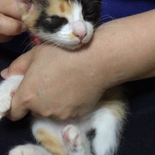 里親探してます