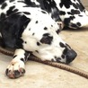 ダルメシアン♂推定3才（仮名：マル サムネイル6