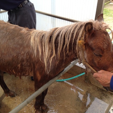 久しぶりのシャンプー。暴れまくりました。