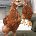 烏骨鶏×ボリスブラウンのひよこ♂残り１羽