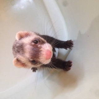 フェレットの里親募集中です