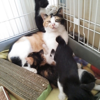 三毛さんの子達の家族になってください。