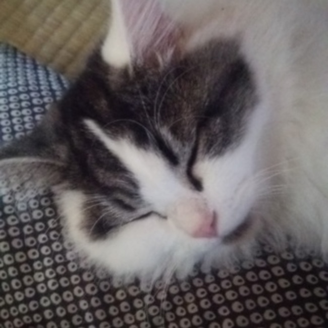 コージーのカバー写真