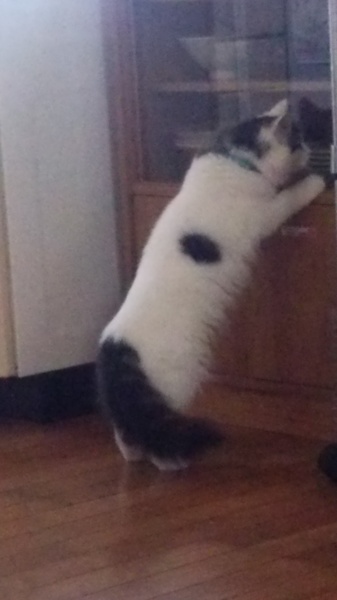 立ち耳スコティッシュのライチ君です。約一才未満 サムネイル2