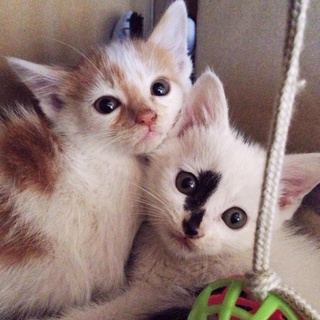 白黒＆白茶のやんちゃ兄弟（1／4）（2／4）