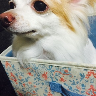 可愛いオスチワワ