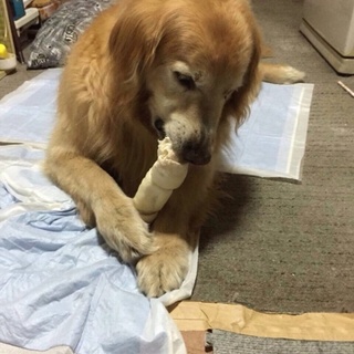 ゴールデンレトリバー