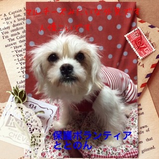 小型MIXのヤヨイちゃんはお利口さんです。