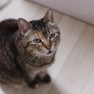 トライアル中　スーちゃんです。