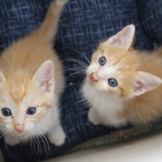 ありがとうございました。