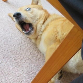 風車の弥七、参上～♪