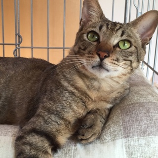 甘えん坊なきじとらくん