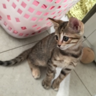 元気なキジトラちゃん