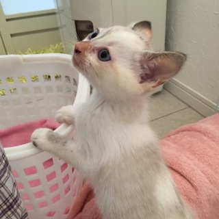 元気なシャム系？の女の子