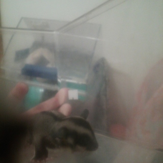 フクロモモンガベビーオス