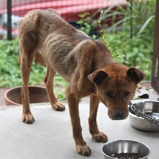 性格花丸くんです♪