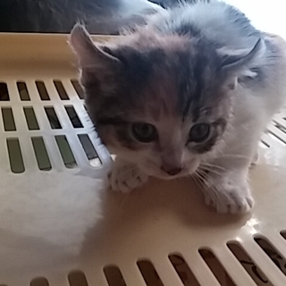 子猫の里親募集中（宮城）