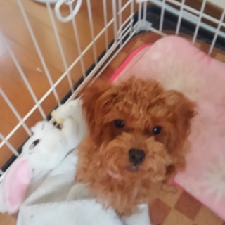 里親募集　海ちゃん　女の子　5ヵ月