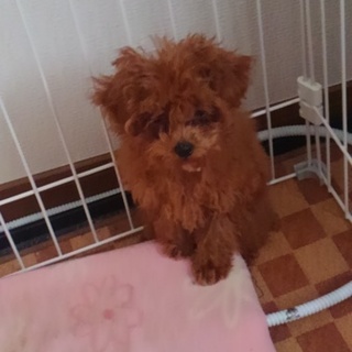 里親募集　めるちゃん　女の子　4ヵ月