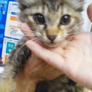 緊急里親募集中！