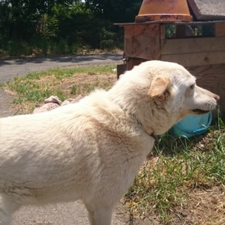 新しいおうちを…