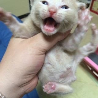 離乳中の子猫☆里親様募集