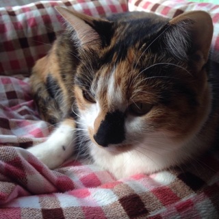 人懐こいです。避妊手術済みです。3月生まれの1歳☆