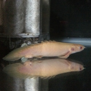 アルビノセネガルス２匹（1匹はショート個体）と姉金