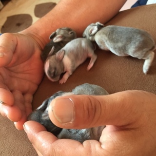 ありがとうございました。里親決定しました！