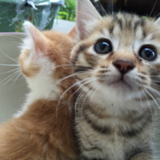 珍しい豹柄の男の子