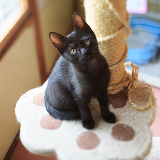 元気で可愛い黒猫うらん